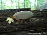 Ganoderma applanatum