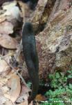 Geoglossum difforme 