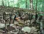 Geoglossum difforme 