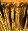 Geoglossum difforme asci