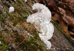 Gloeoporus dichrous