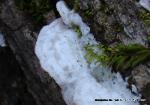 Gloeoporus dichrous