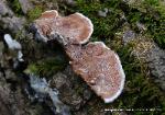 Gloeoporus dichrous