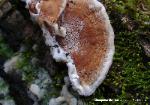 Gloeoporus dichrous