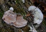 Gloeoporus dichrous