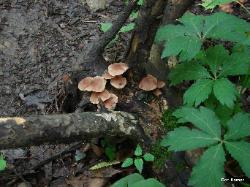Gymnopus dichrous