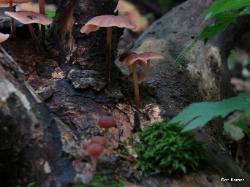 Gymnopus dichrous