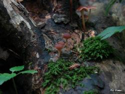 Gymnopus dichrous