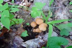 Gymnopus dryophilus
