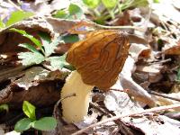 Morchella punctipes