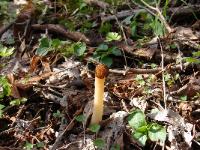 Morchella punctipes