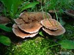 Hydnellum concrescens