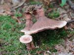 Hydnellum concrescens
