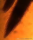 Hydnellum concrescens basidia