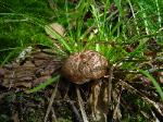 Hydnellum scabrosum