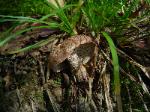 Hydnellum scabrosum