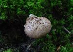 Hydnellum scabrosum