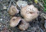 Hydnellum scabrosum