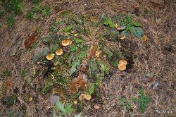 Hypholoma capnoides