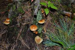 Hypholoma capnoides