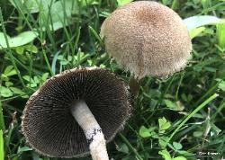 Lacrymaria lacrymabunda