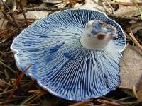lactarius_indigo