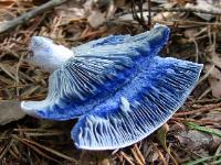 lactarius_indigo