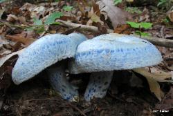Lactarius indigo