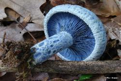 Lactarius indigo