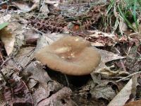 Lactarius lignyotus