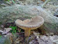 Lactarius lignyotus