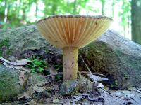 Lactarius lignyotus