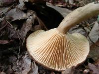 Lactarius lignyotus