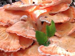 Laetiporus cincinnatus