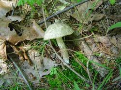 Leccinellum albellum