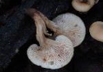 Lentinellus cochleatus