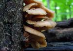 Lentinellus cochleatus