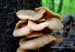 Lentinellus cochleatus