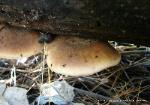 Lentinellus ursinus