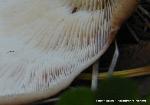 Lentinellus ursinus
