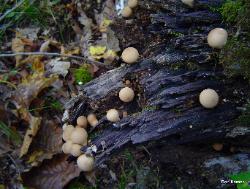 Apioperdon pyriforme