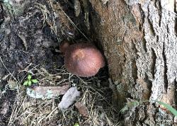 Marasmiellus luxurians
