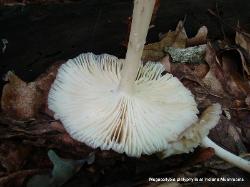 Megacollybia rodmani