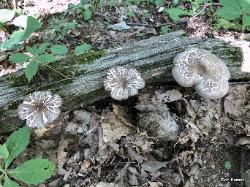 Megacollybia rodmani