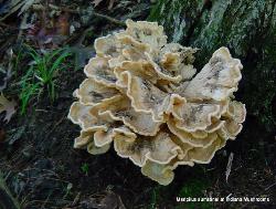 Meripilus sumstinei