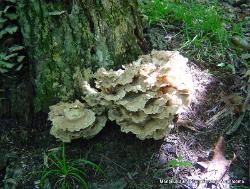 Meripilus sumstinei
