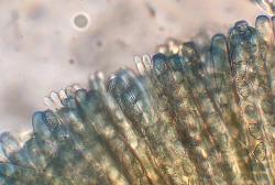 Paragalactinia succosa ascospores and paraphyses