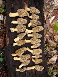 morel mushrooms found under dying elm tree