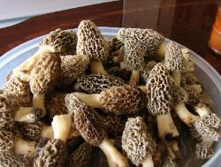 gray Morchella esculentoides