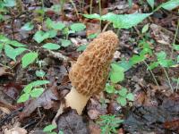 Morchella esculentoides
